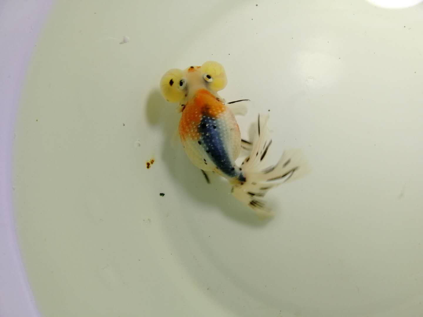 珠鳞泡