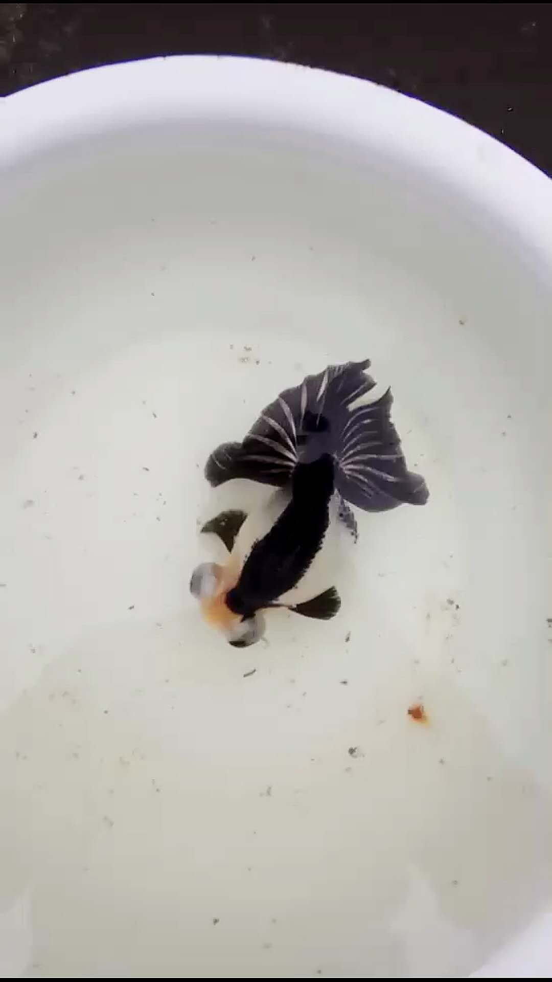 熊猫蝶尾
