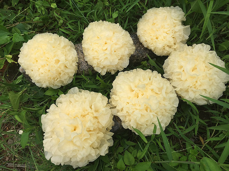 ������ʳ�ü�ҩ����ʷ