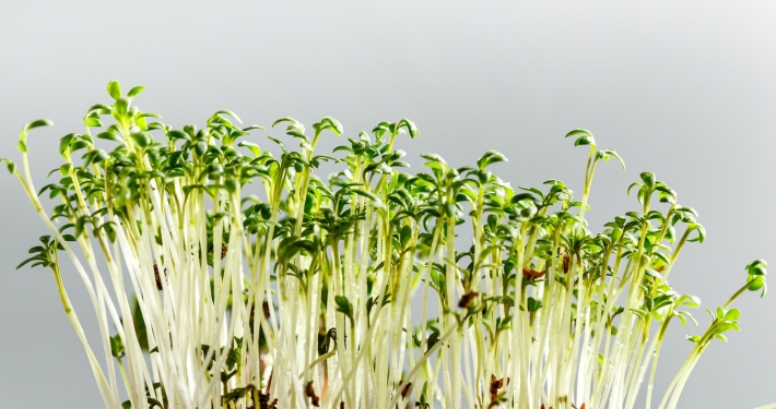 Differend types of Microgreens
