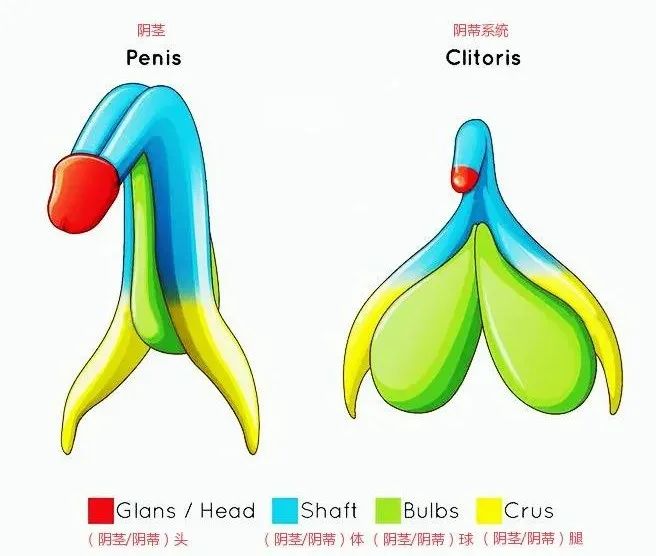 但是实际上,他们的结构极为相似,都有着海绵体,包皮,在兴奋时都会勃起